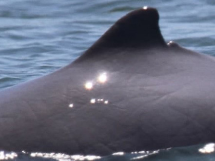Nature : Le temps presse pour le dernier dauphin de l'Irrawaddy à Anlong Chheuteal