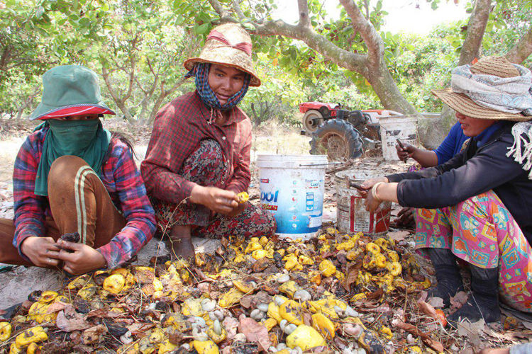 La récolte des noix de cajou à Siem Reap