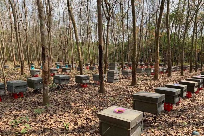 Les ruches de Sotheara sont déplacées d’un endroit à l’autre pour permettre à ses abeilles d’accéder aux fleurs lorsqu’elles sont en saison et en fleurs. Photo fournie