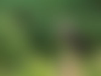 Nature : 10 nids d’aigle pêcheur à tête grise repérés sur le site Ramsar de Boeung Tonle Chhmar