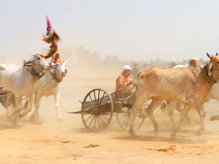Kampong Speu & En Images : Course annuelle de chars à bœufs à Chbar Mon