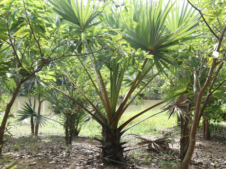 L'autorité nationale Apsara plante des palmiers dans d'anciens bassins afin de préserver les palmiers comme symboles de l'identité khmère