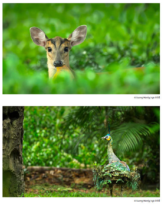 L’inventaire des jardins de l’Ambassade de France au Cambodge