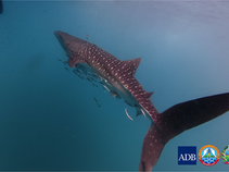 Un océan bleu sous un ciel éclatant de février, au large de la province de Koh Kong, au sud-ouest du Cambodge. Le 14 février 2026 – ironie du sort, jour de la Saint-Valentin –, une silhouette immense et gracieuse émerge des abysses. Ce n’est pas un monstre mythique, mais un requin-baleine (Rhincodon typus), surnommé localement « tri baanang kingkuk » ou « poisson-baleine géante ».