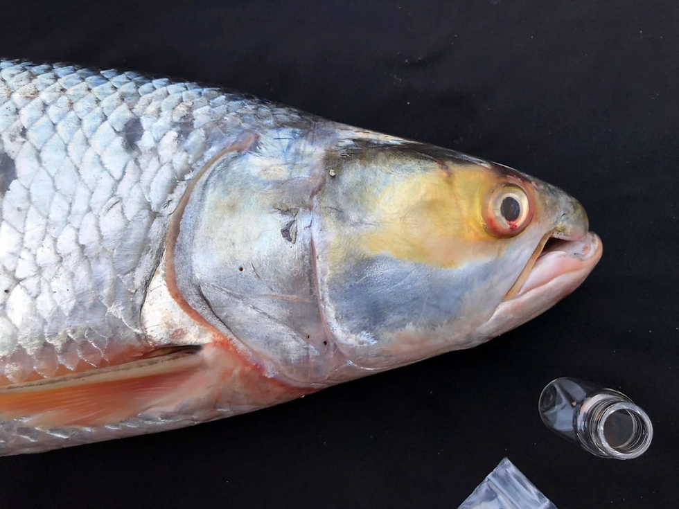 1999 était la dernière observation enregistrée de la carpe saumonée géante au Cambodge
