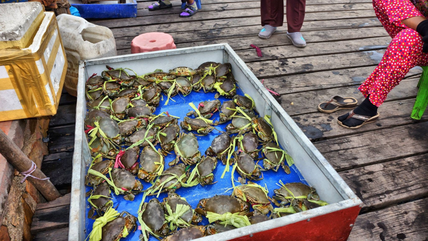 crabs, claws bound with plant fibre, wait in a crate before being sold