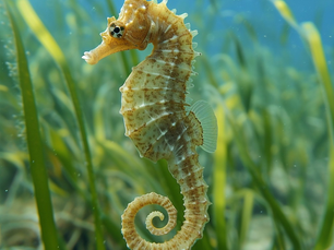 Ten years ago, the Kep archipelago was an exhausted sea: seagrass meadows ploughed under, dugongs gone, dolphins reduced to rumour. Today that same sea carries an international label, a quarter of a vast national restoration plan is already deployed, and fishermen are watching species they thought lost for good come back. A look back at two decades of stubborn work that turned this forgotten corner of the gulf into one of Southeast Asia's finest marine conservation success stories.
