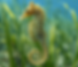 A seahorse clinging to a blade of seagrass: six species of this discreet rider live in the waters of the Kep archipelago