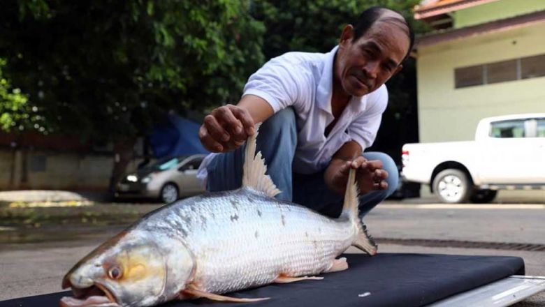 Une carpe saumonée géante, que l'on croyait éteinte au Cambodge, a été retrouvée dans le Mékong à Stung Treng le 2 juillet. AKP