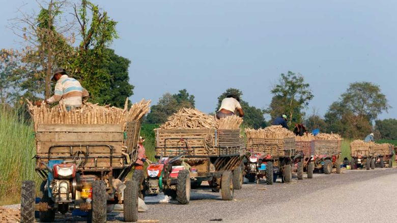 Des agriculteurs transportent du manioc fraîchement récolté dans la province de Banteay Meanchey. Photo Heng Chivoan