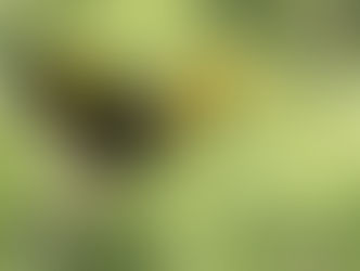 Les grands calaos (Buceros bicornis ) sont largement répandus dans toute l’Asie, ils se trouvent principalement dans la canopée forestière et il arrive qu’on les aperçoive dans les quartiers de la capitale cambodgienne, perchés sur des gouttières ou sur quelques arbres. Il ne s’agit pas de migration ou d’une nouvelle aire de distribution. En effet, si les calaos sont menacés par la disparition progressive de leur habitat naturel, ceux qui peuvent être aperçus dans la capitale ne sont très probablement que des oiseaux qui se sont échappés de chez leur propriétaire.