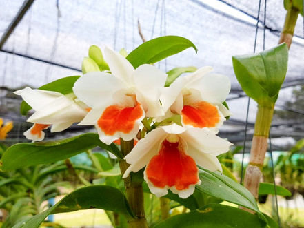 Environnement & Siem Reap : Un 3e Forum national sur les orchidées prévu en mars 2023
