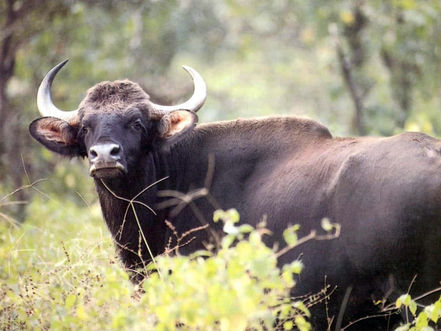 Nature : Action urgente nécessaire pour protéger les populations d’ongulés du Cambodge