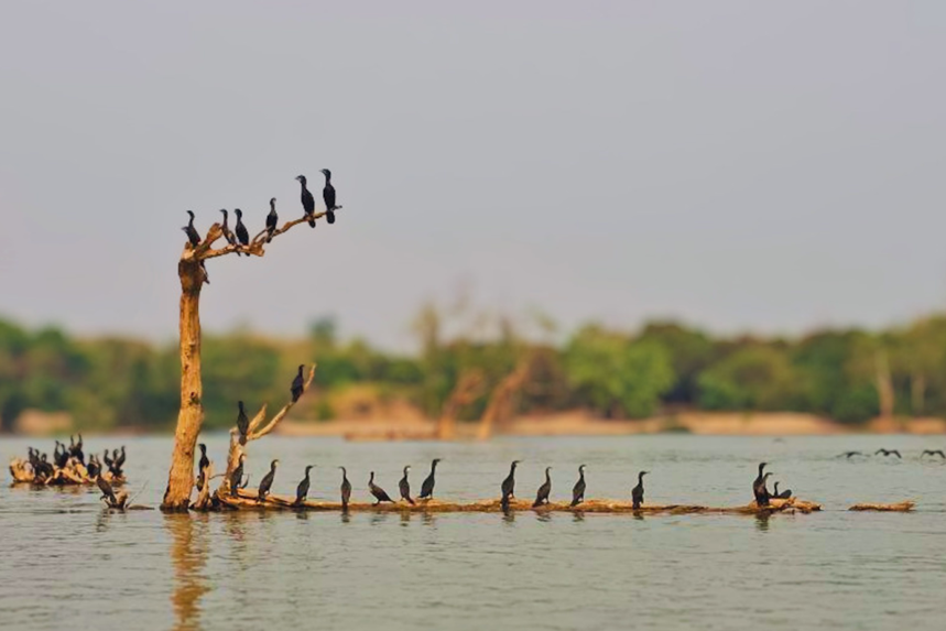 Every year, between the retreat of the low waters and the rise of the monsoon, the sandbars bristling at the confluence of the Mekong, the Sekong, the Sesan and the Srepok rivers become covered with a dense, dark population: cormorants. In early July, a new set of images published by the Stung Treng documentation center, devoted to the seasonal migration of these birds in Borei O'Svay Sen Chey district, served as a reminder of the quiet but vital importance of this Ramsar site for the Mekong's birdlife.