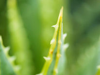 Nature & Produit du Cambodge : Astuces santé et beauté avec l’aloe vera