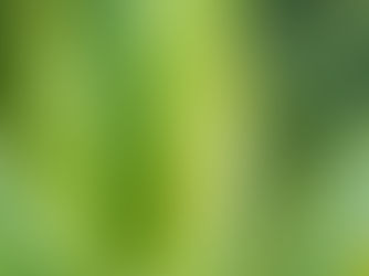 Nature & Produit du Cambodge : Astuces santé et beauté avec l’aloe vera