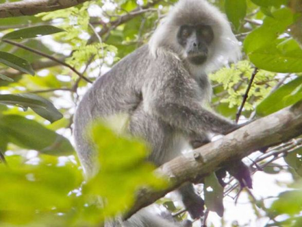 Cambodge & Nature : Le Royaume abrite plus de 3 000 langurs argentés