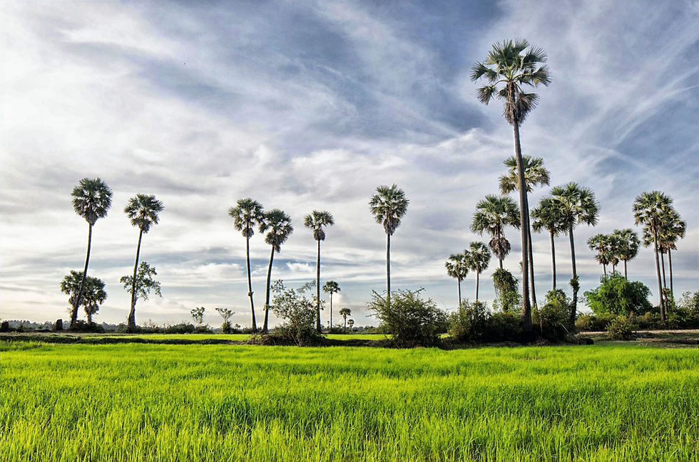 Campagne à Siem Reap. Photo CG