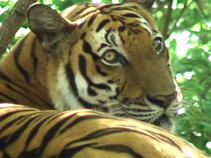 Dix ans après l'extinction officielle du tigre d’Indochine dans le Royaume, des tigres du Bengale en provenance d'Inde s'apprêtent à fouler les forêts des Cardamomes. Un pari ambitieux, salué par les uns, redouté par les autres — entre espoir écologique et zones d'ombre inquiétantes.