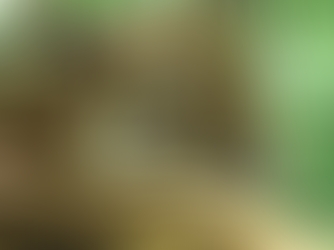 Dix ans après l'extinction officielle du tigre d’Indochine dans le Royaume, des tigres du Bengale en provenance d'Inde s'apprêtent à fouler les forêts des Cardamomes. Un pari ambitieux, salué par les uns, redouté par les autres — entre espoir écologique et zones d'ombre inquiétantes.