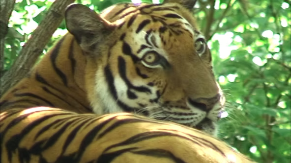 Dix ans après l'extinction officielle du tigre d’Indochine dans le Royaume, des tigres du Bengale en provenance d'Inde s'apprêtent à fouler les forêts des Cardamomes. Un pari ambitieux, salué par les uns, redouté par les autres — entre espoir écologique et zones d'ombre inquiétantes.