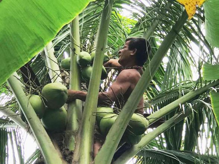 Cambodge : Un cueilleur de noix de coco aveugle envisage de prendre sa retraite