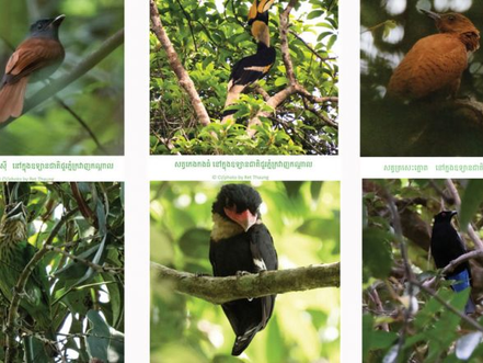 Cambodge & Nature : 97 espèces d'oiseaux recensées dans les Cardamomes
