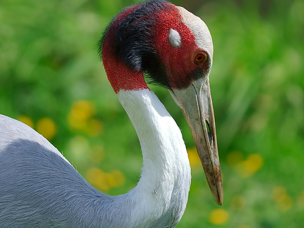 Tourisme & Destination : Ang Trapeang Thma, paradis des oiseaux