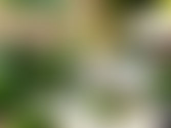 Entre temples millénaires et frangipaniers en fleur, l'un des hôtels les plus élégants du Cambodge transforme le voyage d'affaires en art de vivre