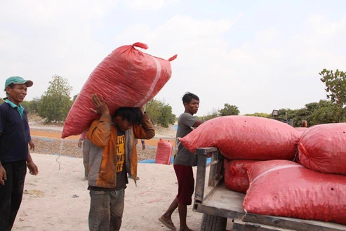 Actuellement, les noix de cajou coûtent entre 6 000 et 7 000 riels (1,47-1,72 $) le kilogramme.