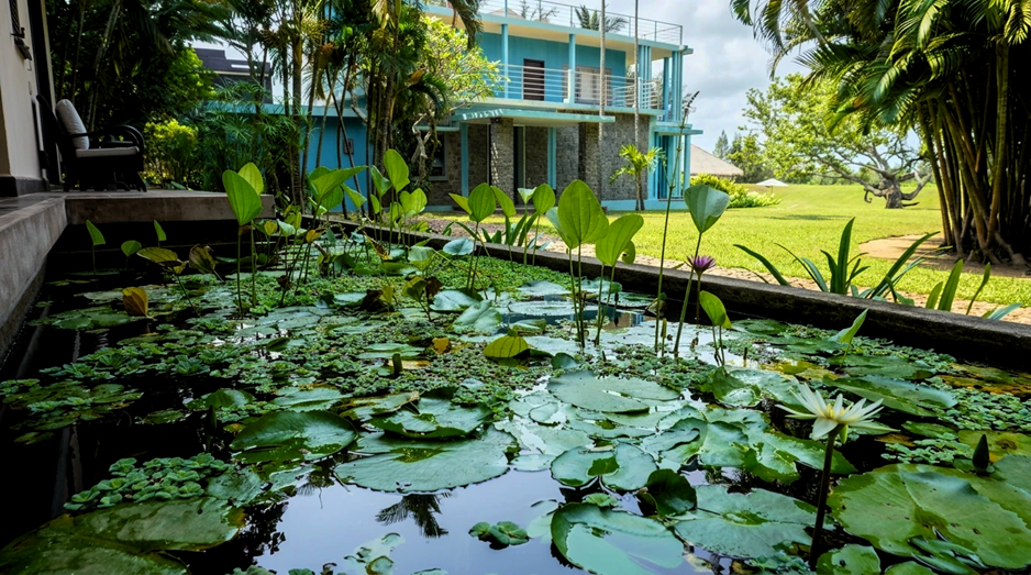 Le bassin de lotus et de nénuphars, en pleine floraison pendant la mousson