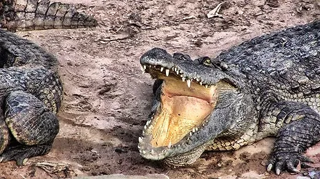 Crocodile d'élevage