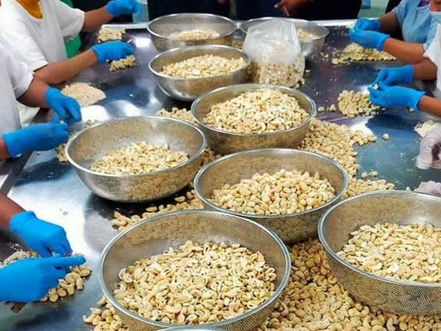 Cambodge : Une mission britannique pour stimuler les exportations de riz, de noix de cajou et de mangues séchées vers le Royaume-Uni
