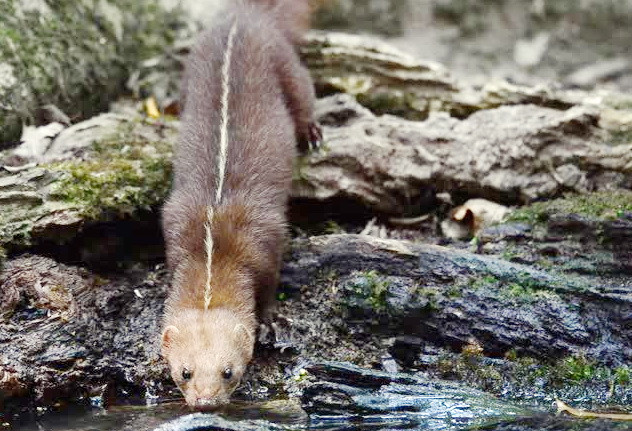 La belette à dos rayé (Mustela strigidorsa) est une espèce de belette appartenant à la famille des mustélidés. Elle est l'une des espèces formant le genre Mustela. Ce petit mammifère est originaire d'Asie du Sud-est.