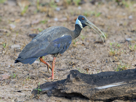 Nature : L'ibis à épaulettes blanches, 80 % de la population mondiale se trouve au Cambodge