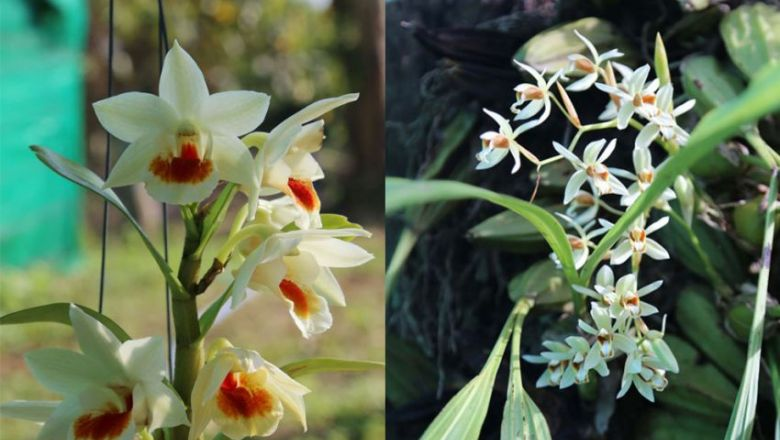 Plus de 200 types d’orchidées sauvages sont en cours de préservation au centre Sok An Phnom Kulen