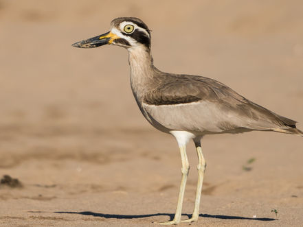 Cambodge & Nature : 216 espèces d'oiseaux découvertes en amont du Haut Mékong