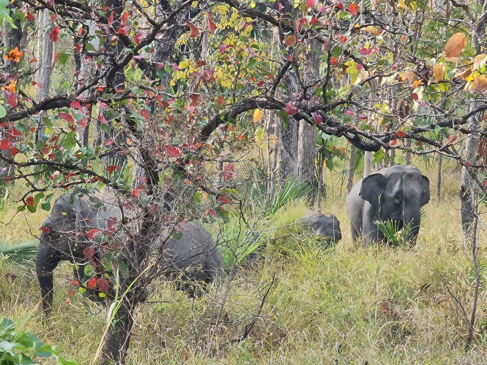 Huit éléphants sauvages repérés dans le Mondolkiri