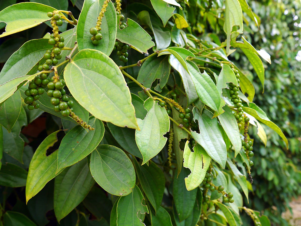 Cette année, le poivre coûte 12 000 riels le kilo