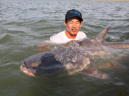 Cambodge & Nature : Un silure géant du Mékong capturé et relâché avec un dispositif de suivi