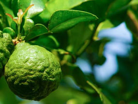 Au Cambodge, les agrumes sont nombreux : oranges, citrons verts, pomélos, et mandarines se trouvent en abondance sur les étals des marchés et dans les rayons des supermarchés. Le plus « exotique » de ces fruits est sans doute celui connu en français sous les noms de citron kafir, combava, citron combera, ou encore « makrut » (ce dernier nom est la transcription du nom thaï de l’agrume).