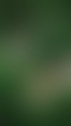 In the province of Prey Veng, the Chheu Kach Ba Phnom region is gradually establishing itself as a key stage in Cambodia's tourism development. Driven by concerted efforts of the royal government, this unique site combines deep historical heritage, preserved natural landscapes, and a renewed ambition to boost the local economy through sustainable tourism.