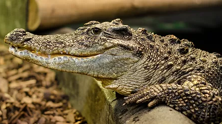 Cambodge & Nature : Un élevage de crocodiles siamois en projet au sanctuaire de Srepok