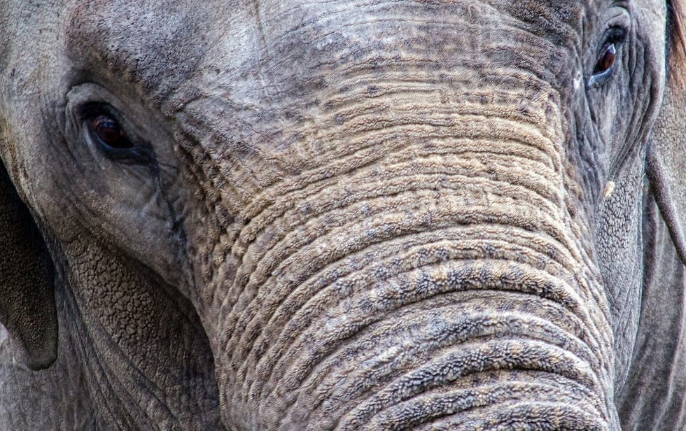 Éléphant d'Asie