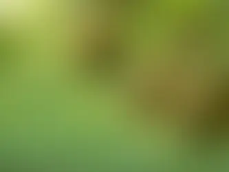 Le Cambodge a franchi une étape stratégique avec l'exportation réussie de son premier conteneur de durians frais vers la Chine, symbolisant un nouveau chapitre dans la diversification et l'expansion de ses exportations agricoles.