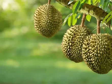 Le Cambodge a franchi une étape stratégique avec l'exportation réussie de son premier conteneur de durians frais vers la Chine, symbolisant un nouveau chapitre dans la diversification et l'expansion de ses exportations agricoles.
