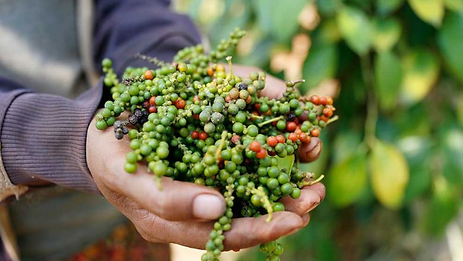 Des agriculteurs récoltent du poivre dans la province du Ratanakiri . Photo The Post