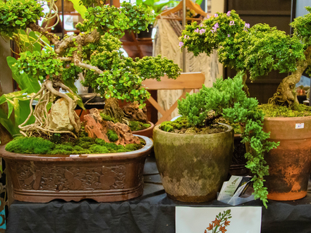 Cambodia & Event: Phnom Penh Plant and Garden Fair is back