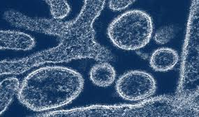 Le ministère de la Santé du Cambodge a récemment diffusé de nouvelles orientations à destination du public afin de renforcer la prévention contre le virus Nipah (NiV), une zoonose rare mais potentiellement létale transmise par les chauves-souris frugivores et certains animaux d’élevage. 