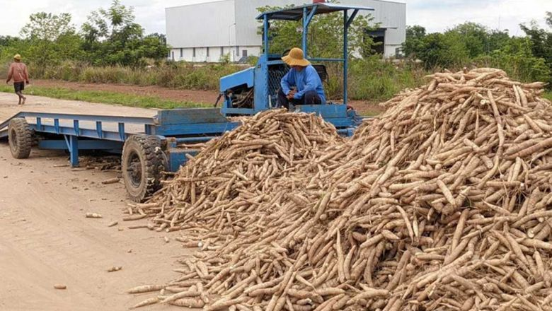 Un agriculteur se repose à côté d'un tas de manioc, dans la province de Preah Vihear. Photo fournie